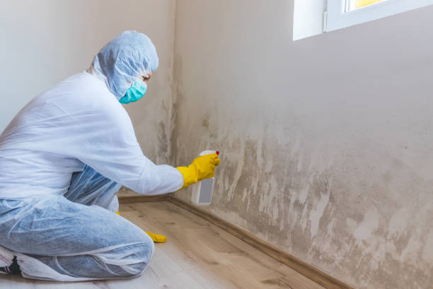 Licensed Black Mold Removal service in Buckley, WA - WQB Mold Removal
