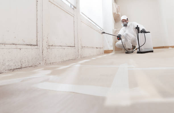 Trusted Black Mold Removal service in Buckley, WA - WQB Mold Removal