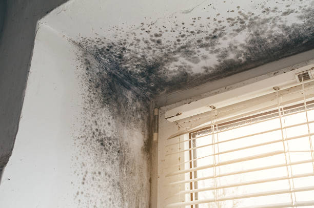 Affordable Black Mold Removal solutions in Buckley, WA